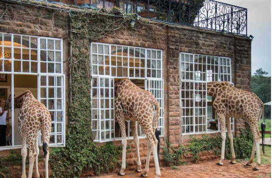 Boutique hotels in Kenya: Giraffe Manor, Nairobi